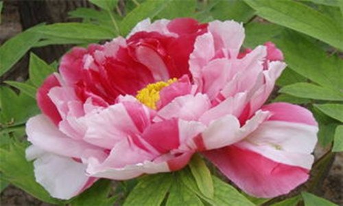牡丹花正红是几月