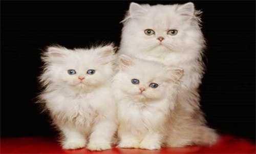 小猫应激反应有哪些表现