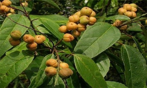 巴豆是什么植物的种子