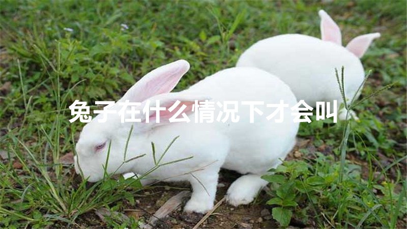 兔子在什么情况下才会叫