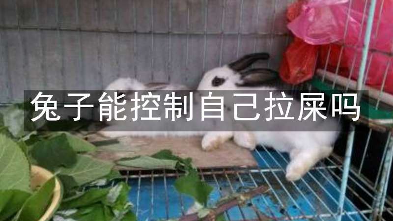 兔子能控制自己拉屎吗
