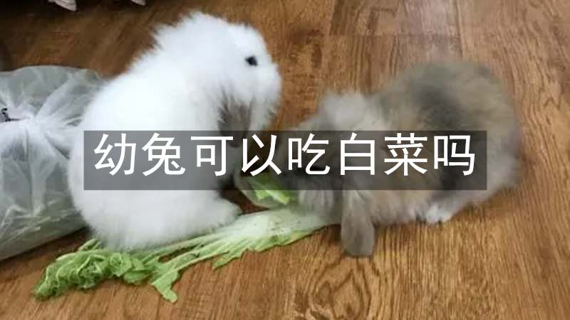 幼兔可以吃白菜吗