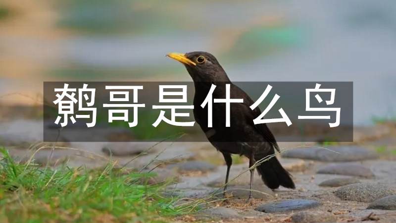 鹩哥是什么鸟