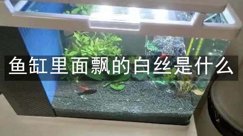 鱼缸里面飘的白丝是什么