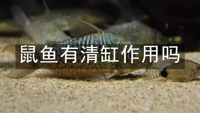 鼠鱼有清缸作用吗