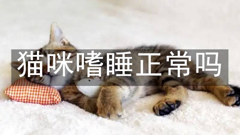 猫咪嗜睡正常吗