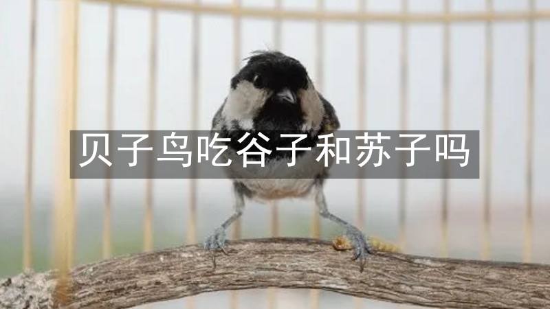 贝子鸟吃谷子和苏子吗