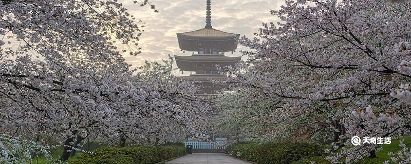 洛阳市春季赏花去哪里