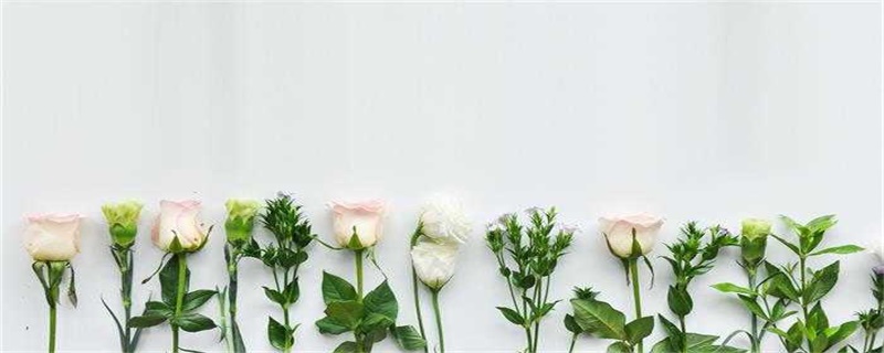 33朵玫瑰代表什么