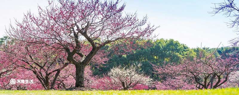 青铜峡市春季赏花去哪里