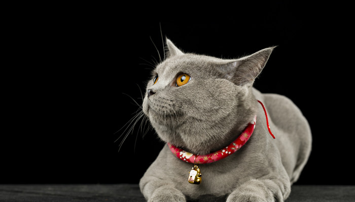 好奇害死猫是什么意思