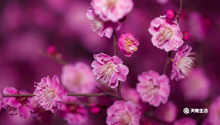 常州市春季赏花去哪里