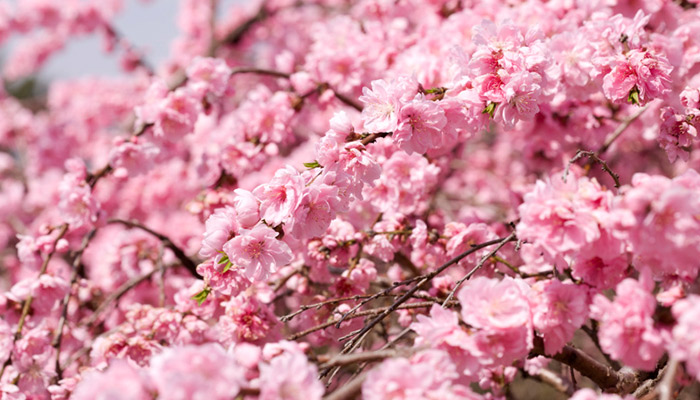 鞍山市春季赏花去哪里