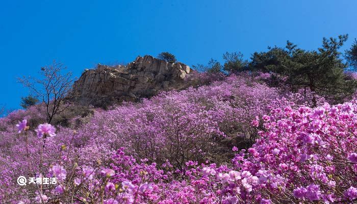 青铜峡市春季赏花去哪里