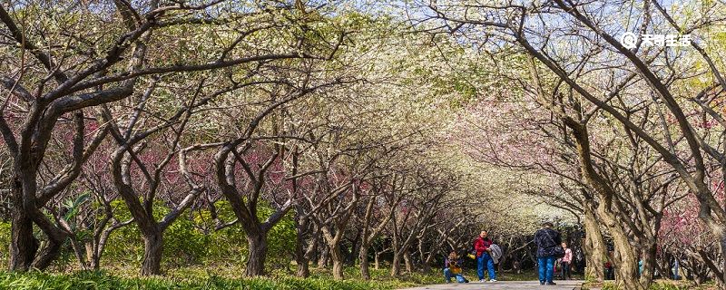 玉溪市春季赏花去哪里