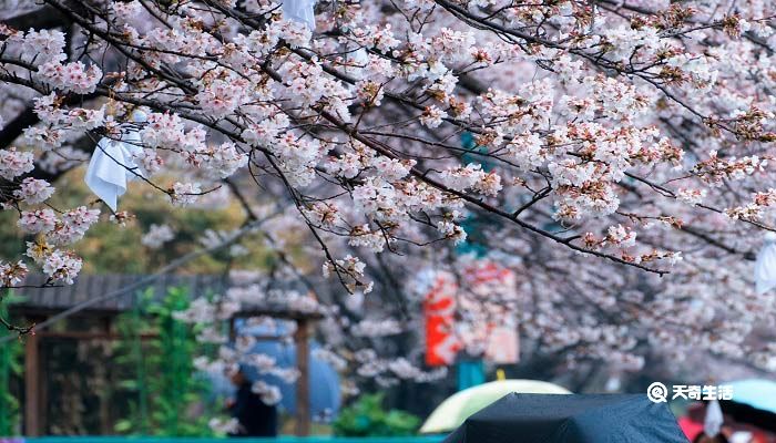 广安市春季赏花去哪里