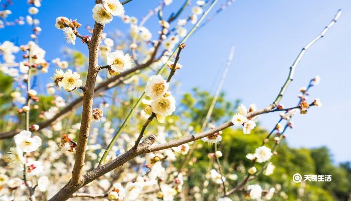 白银市春季赏花去哪里