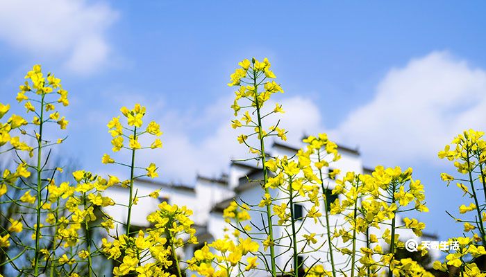 立夏是几月几日	