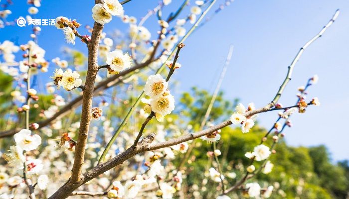 郴州市春季赏花去哪里