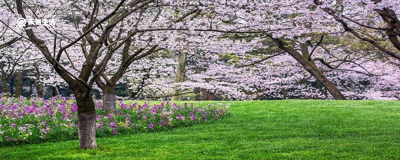 南平市春季赏花去哪里