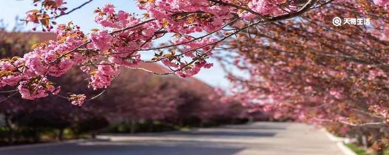 嘉兴市春季赏花去哪里