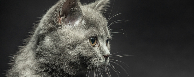好奇害死猫是什么意思