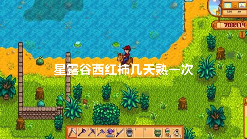 星露谷西红柿几天熟一次