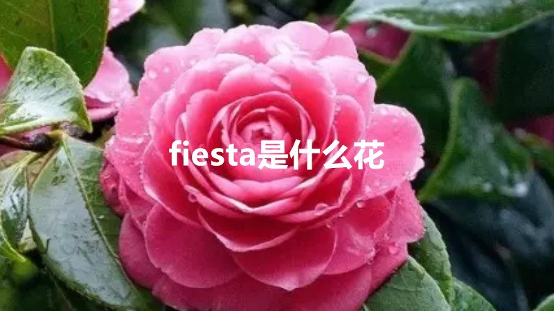 fiesta是什么花