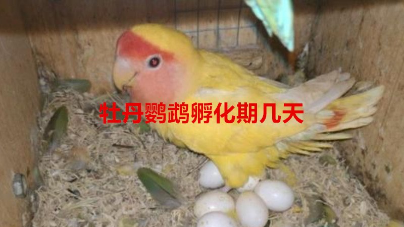 牡丹鹦鹉孵化期几天