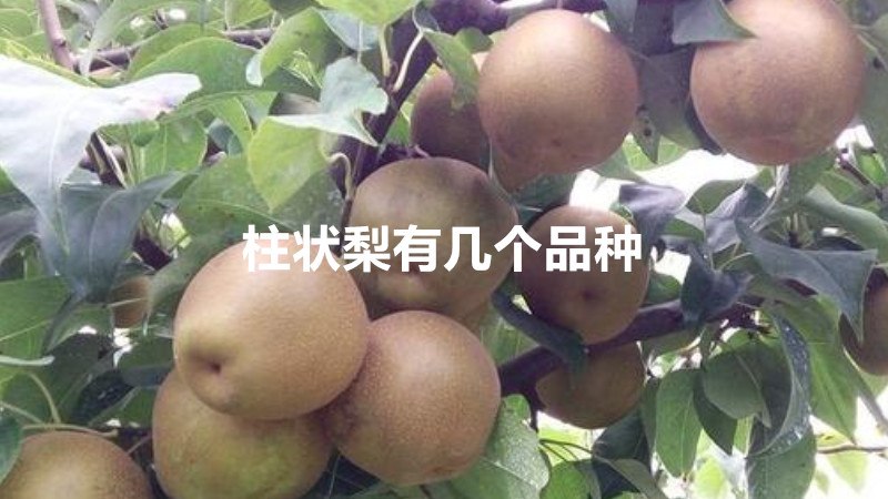 柱状梨有几个品种