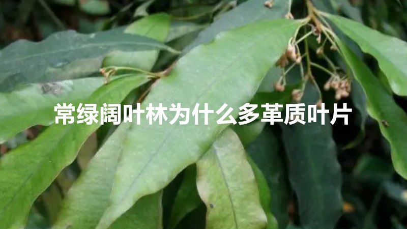 常绿阔叶林为什么多革质叶片