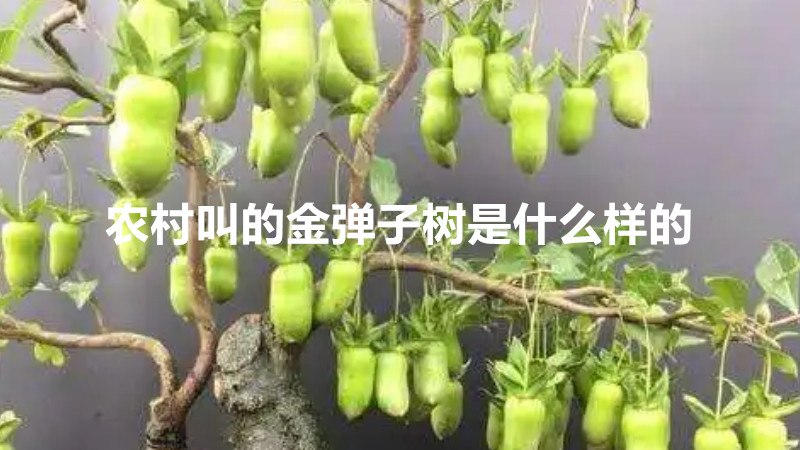 农村叫的金弹子树是什么样的