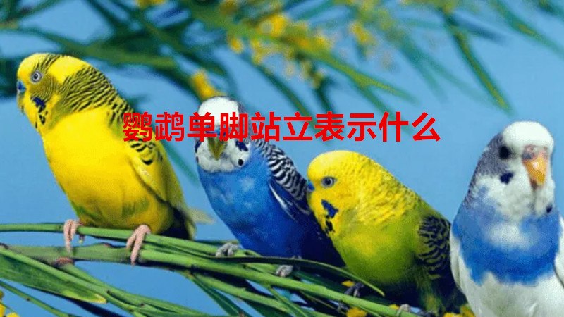 鹦鹉单脚站立表示什么