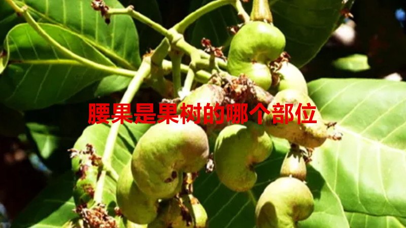 腰果是果树的哪个部位
