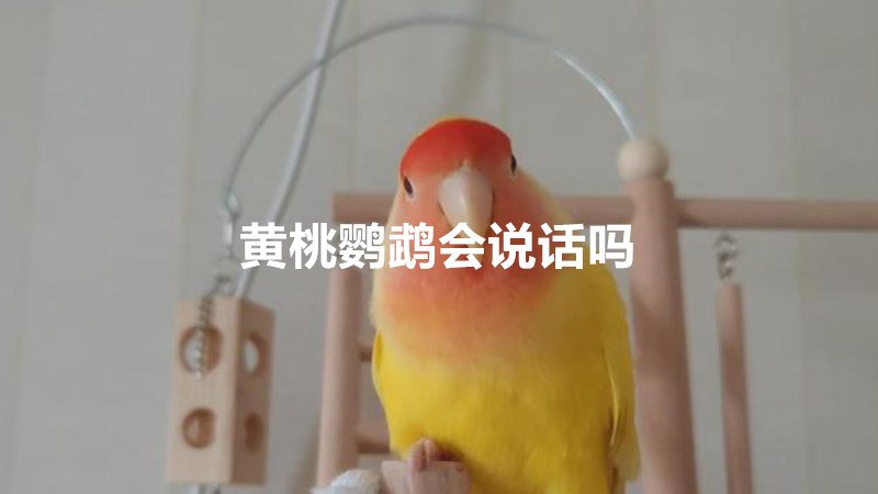 黄桃鹦鹉会说话吗