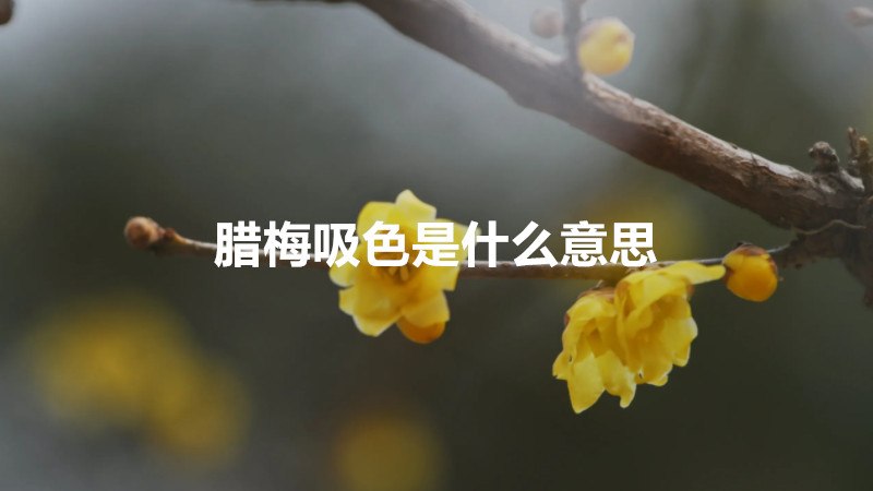 腊梅吸色是什么意思