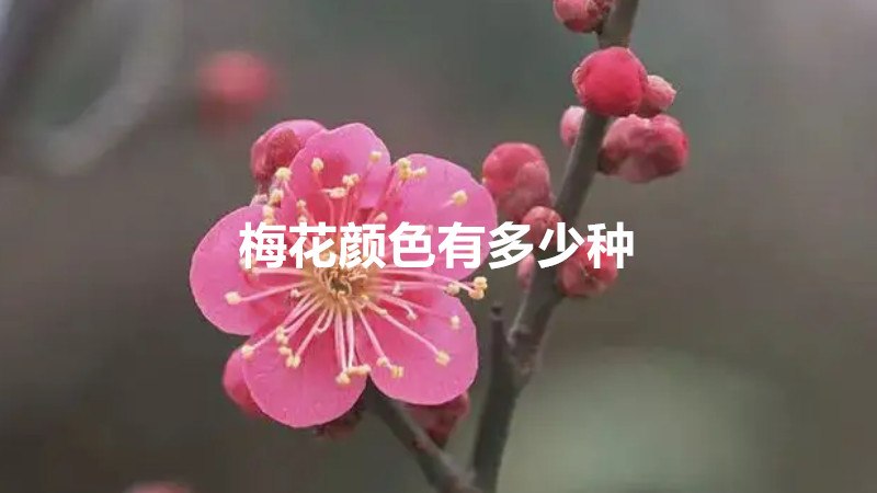 梅花颜色有多少种