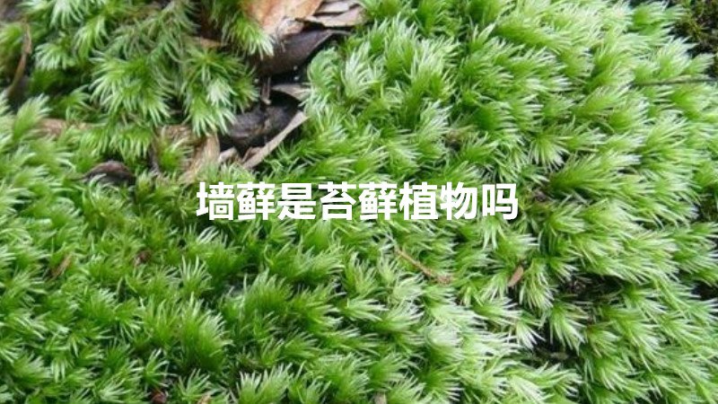 墙藓是苔藓植物吗