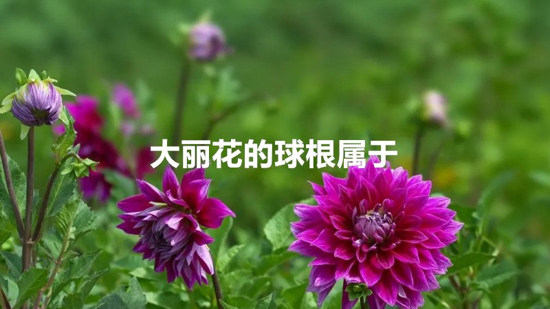 大丽花的球根属于什么