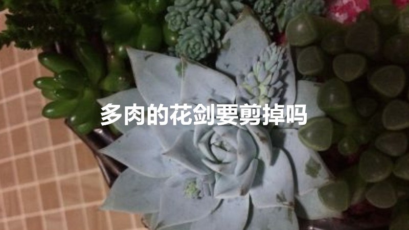 多肉的花剑要剪掉吗