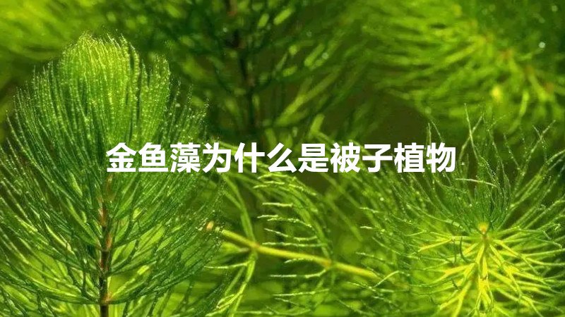 金鱼藻为什么是被子植物