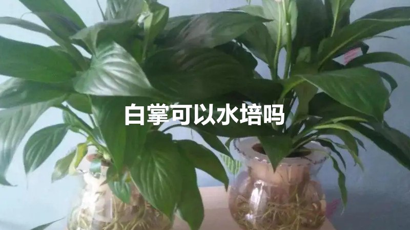 白掌可以水培吗