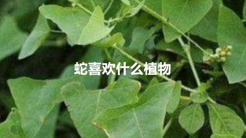 蛇喜欢什么植物