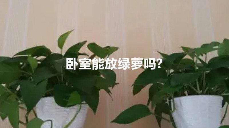 卧室能放绿萝吗?