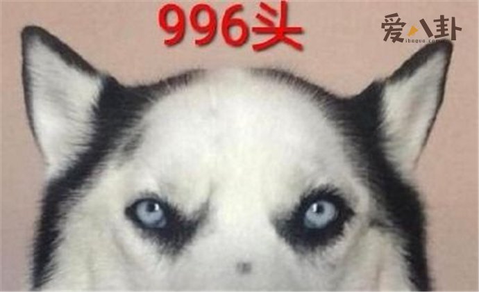 996头是什么梗 与985头是一个意思吗