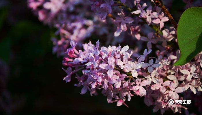 丁香花是什么颜色的