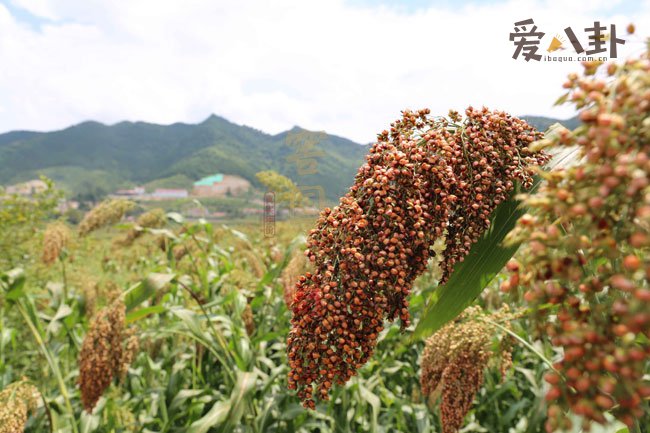 茅台太贵？窖国公这款酒口感评价不输茅台