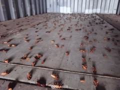 被吓哭了！厦门海关进境空箱中截获2000只活蟑螂