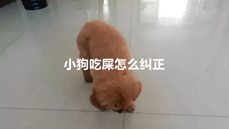 小狗吃屎怎么纠正