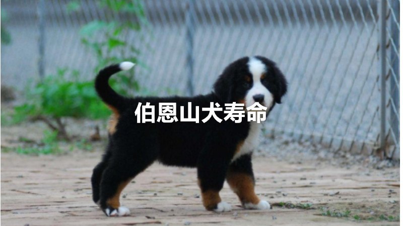 伯恩山犬寿命